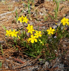 Oxalis texana