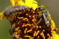 Acmaeodera