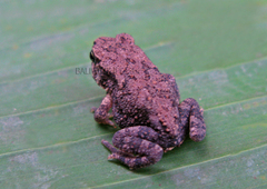 Ingerophrynus biporcatus