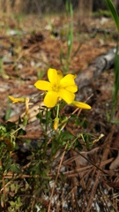 Oxalis texana