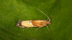 Labdia deliciosella