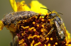 Acmaeodera