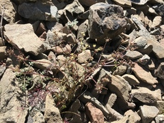 Sanicula saxatilis
