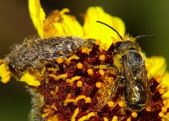 Acmaeodera