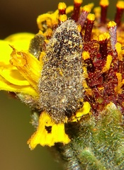 Acmaeodera