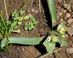 Colchicum longipes
