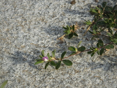 Kummerowia stipulacea