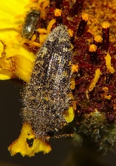 Acmaeodera