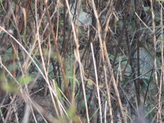 Emberiza spodocephala