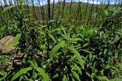 Buddleja loricata