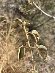 Horsfordia newberryi