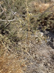 Horsfordia newberryi