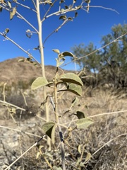 Horsfordia newberryi
