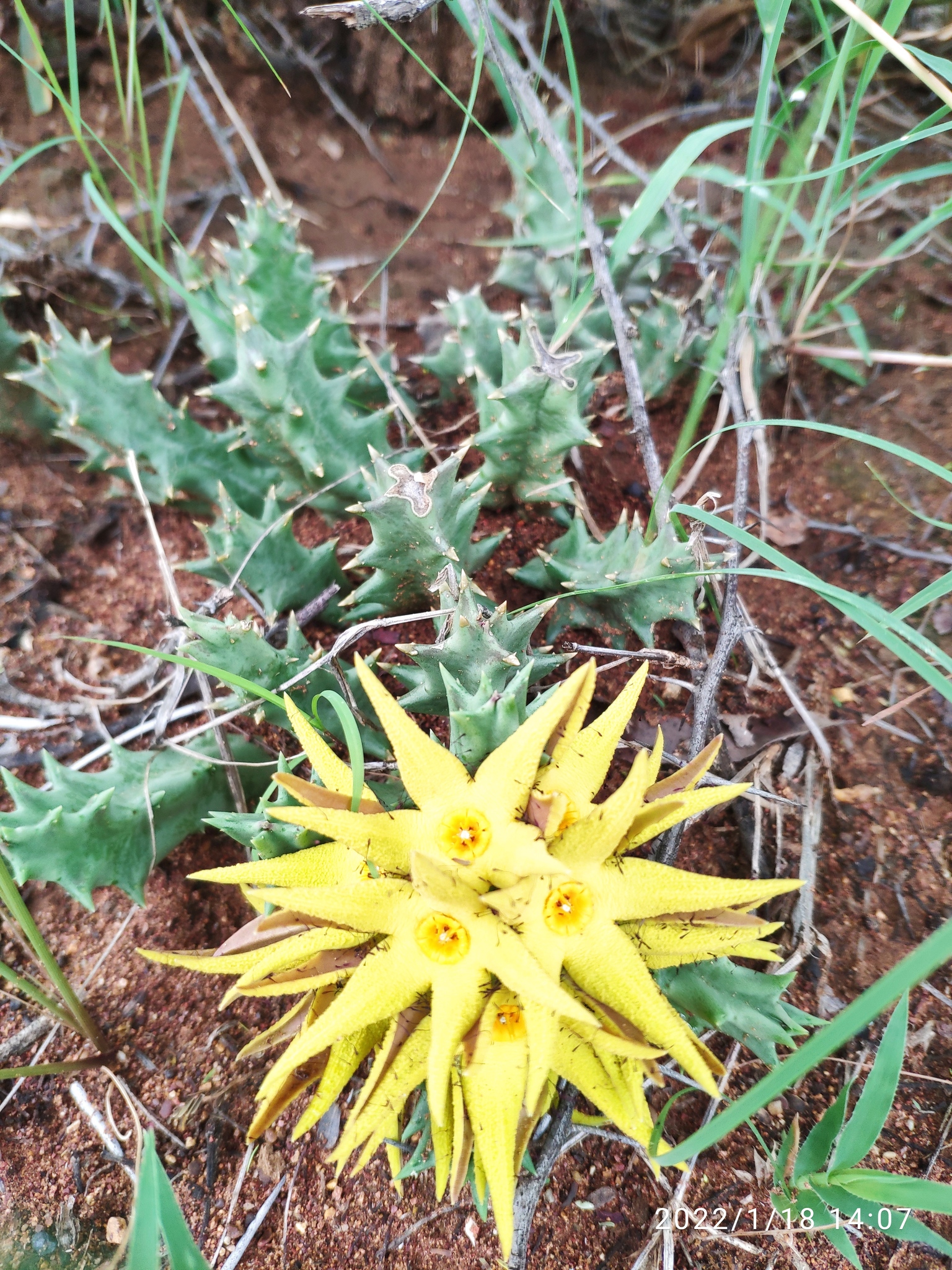 Orbea lutea