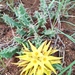 Yellow Carrion Flower - Photo (c) Antoinette Eyssell Knox, some rights reserved (CC BY-SA), uploaded by Antoinette Eyssell Knox