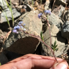 Phacelia breweri