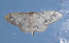Idaea persimilis