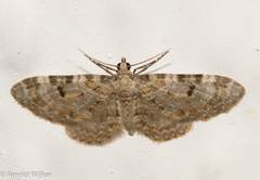 Eupithecia pantellata