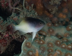 Chrysiptera rollandi