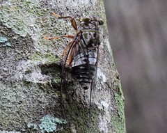 Henicopsaltria rufivelum