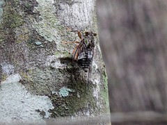 Henicopsaltria rufivelum