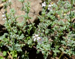 Jamesbrittenia pristisepala