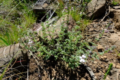 Jamesbrittenia pristisepala