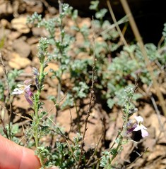 Jamesbrittenia pristisepala