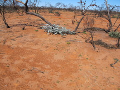 Eucalyptus wyolensis