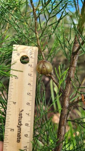 Illawarra cypress-pine (Callitris muelleri)