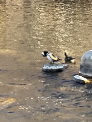 Lophodytes cucullatus