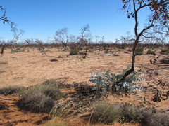Eucalyptus wyolensis
