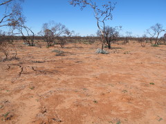 Eucalyptus wyolensis