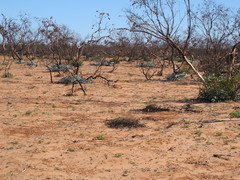 Eucalyptus wyolensis