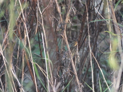 Emberiza spodocephala