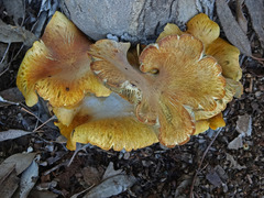 Omphalotus olivascens