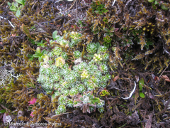 Draba aretioides