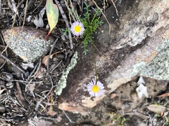 Brachyscome stuartii