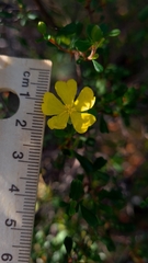 Hibbertia monogyna