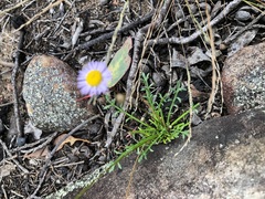 Brachyscome stuartii