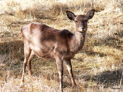Cervus nippon nippon