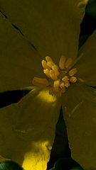 Hibbertia monogyna