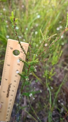 Leucopogon microphyllus