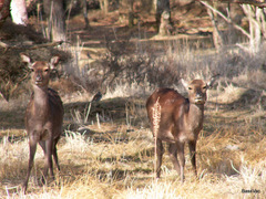 Cervus nippon nippon