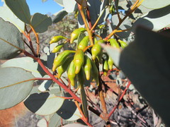 Eucalyptus pimpiniana