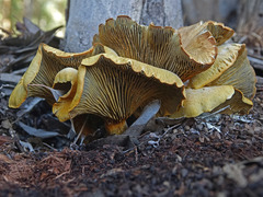Omphalotus olivascens