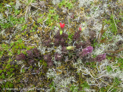 Castilleja nubigena