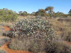 Eucalyptus pimpiniana