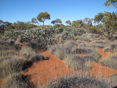 Eucalyptus pimpiniana