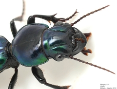 Conopterum riverinae